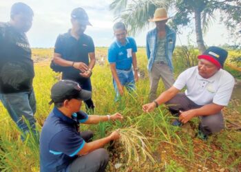 ABDUL Rashid Yob (duduk kanan) bersama beberapa orang pesawah menunjukkan keadaan padi yang diserang penyakit BPB di Kampung Dulang Kechil, Yan. -UTUSAN/NUR SYAZWANA MANSOR