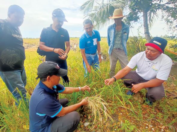 300 pesawah rugi RM1.5 juta padi diserang penyakit BPB