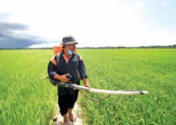 PESAWAH mendakwa, ketika kos bersawah naik berlipat kali ganda, jumlah subsidi yang diberikan masih sama. - GAMBAR HIASAN