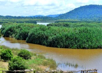 PENDUDUK tempatan berharap Tasik Chini dapat dipulihkan dan dihijaukan kembali, sekali gus mengembalikan khazanah berharganya yang semakin hilang.
