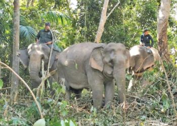 Kerja penangkapan gajah liar menggunakan dua ekor gajah denak dilakukan oleh Unit Tindakan Gajah Kuala Gandah di Kampung Doja, Tembeling Tengah, Jerantut awal tahun ini.  – UTUSAN/ HARIS FADILAH AHMAD   