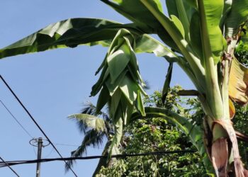 KEADAAN jantung pokok pisang ‘tutup aurat’ yang ditanam oleh Mohamad Saleh di Kampung Surau Haji Daud, Kuala Terengganu. - UTUSAN/KAMALIZA KAMARUDDIN