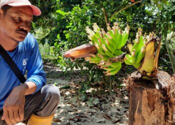 MOHD. Azhar Othman melihat sebatang pokok pisang aneh di Kampung Lindungan Raja, Sedim, Kulim hari ini. - UTUSAN/AZAHAR HASHIM