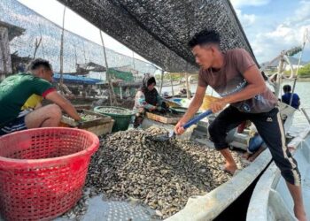 NELAYAN mengasingkan hasil tangkapan siput retak seribu yang mampu menjana pendapatan di sebalik hasil laut seperti ikan yang semakin berkurangan di Kuala Perlis semalam. –FOTO/MOHD. HAFIZ ABD. MUTALIB