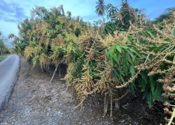 BUNGA mempelam harumanis akan kehitaman dan rosak akibat hujan dan bakal menyebabkan pengeluaran hasil buah berkurangan pada musim ini. - FOTO/ASYRAF MUHAMMAD
