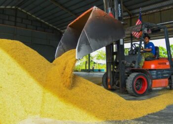SEORANG pengendali jentera melakukan kerja-kerja mengumpul padi yang dihantar di pusat belian padi Pertubuhan Peladang Kawasan Arau, Kampung Banat, Arau, Perlis semalam. – FOTO/IZLIZAN OTHMAN