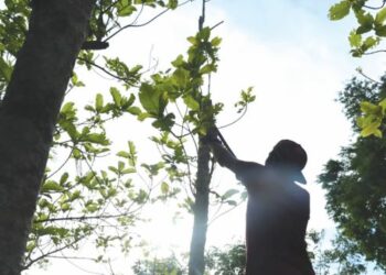 SEORANG penduduk memotong pokok ketum yang semakin hilang nilai sehingga harga jatuh serendah RM7 sekilogram khususnya di Thailand susulan polisi negara jiran itu menghalalkan ketum di Arau, Perlis, semalam. - UTUSAN/IZLIZAN OTHMAN