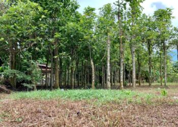 LIMA hingga 10 batang pokok ketum sudah mampu membantu pengusaha menjana pendapatan ribuan ringgit jika tanaman tersebut dibenarkan untuk tujuan eksport. - UTUSAN