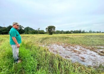 DIMAT Kamis hanya mampu melihat hasil tanaman padi yang sepatutnya sudah boleh dituai musnah dan ‘menyembah bumi’ ekoran hujan lebat serta angin kencang di Kampung Nesam, Kangar, Perlis. - UTUSAN/MOHD. HAFIZ ABD. MUTALIB
