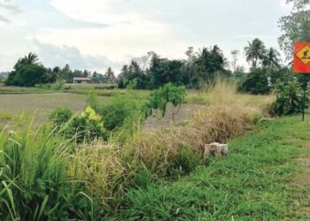 KAWASAN tanaman padi di Perlis menyusut sebanyak 2,385 hektar dalam tempoh lima tahun kebelakangan ini dengan terdapat juga pesawah beralih kepada tanaman lain selain digunakan untuk tujuan pembangunan. – UTUSAN/MOHD. HAFIZ ABD. MUTALIB