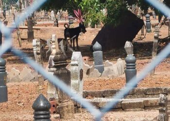 KELIBAT anjing yang berkeliaran di kawasan Tanah Perkuburan Islam, Tok Paduka, Kangar, Perlis.