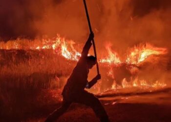 Belukar dan hutan antara kawasan yang berisiko terbakar ketika cuaca panas. - Gambar hiasan