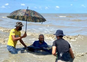SYAMIL ABD. RAHMAN (kanan) bersama ahli PNW serta nelayan menyelamatkan ikan lumba-lumba terdampar di Kuala Perlis, Perlis.- UTUSAN