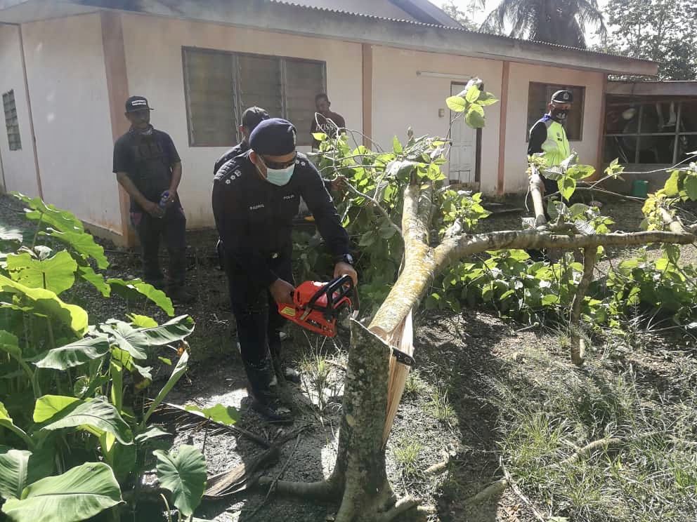 Ketum buah pokok Khasiat dan