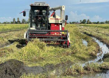 SEKTOR padi dan beras berdepan hasil tidak seberapa walaupun sarat dengan subsidi.
- UTUSAN/NAZLINA NADZARI