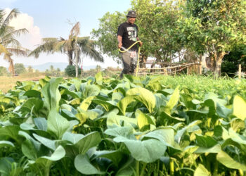 MENGISI masa terluang berikutan PKP baru-baru ini, mendorong Noor Hakimi Kamis,56, mengusahakan tanaman sayur-sayur di laman rumah di Jalan Syed Husin Pauh, Arau Perlis.- UTUSAN/MOHD. HAFIZ ABD. MUTALIB
