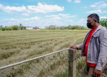 Pesawah, Zamzuri Ishak melihat hasil padi yang dituai di kawasan sawah di Guar Sanji, Arau, Perlis, baru-baru ini. – UTUSAN/SHAHIR NOORDIN