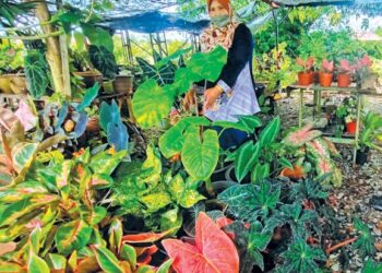 RAHIMAH Rahim menunjukkan koleksi pokok keladi hiasan yang dijadikan induk di tapak semaian rumahnya di Jejawi, Arau, Perlis. - UTUSAN/SYED AZLAN SAYID HIZAR