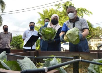 SAARANI Mohamad (kanan) menuai sayur kobis ketika merasmikan Petak Promosi Pertanian Bandar Jabatan Pertanian Perak di Jalan Sturrock, Ipoh, Perak, hari ini. - FOTO/ZULFACHRI ZULKIFLI