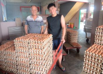 KOO Yin Cheong (kiri) dibantu anaknya, Koo Kwong Leong di ladang ternakan ayam telur mereka di Ayer Hitam dekat Tapah, Perak. - MINGGUAN/AIN SAFRE BIDIN