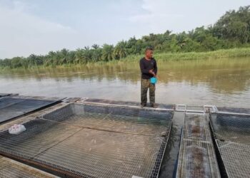 ZAKARIA Mohamed Ji memberi makan ikan di sangkar ternakannya di Tanjung Bidara, Pulau Tiga dekat Parit baru-baru ini. – UTUSAN/AIN SAFRE BIDIN