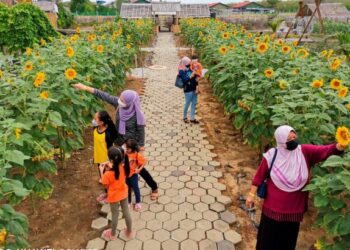 PENGUNJUNG menikmati pemandangan indah pokok bunga matahari di sebuah taman bunga di Sungai Buluh, Bagan Datuk.Perak – UTUSAN/AIN SAFRE BIDIN