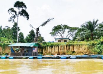 SANGKAR ternakan ikan patin yang diusahakan warga Kemboja di Sungai Perak ketika tinjauan di Parit, baru-baru ini. - UTUSAN/AIN SAFRE BIDIN