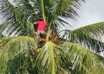 REDZUAN Darman mengambil upah memanjat kelapa untuk menyara keluarganya di Bagan Datuk, Perak.  – UTUSAN/AIN SAFRE BIDIN