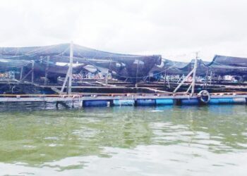 ANTARA sangkar ikan yang terdapat di perairan Kerian, Perak, semalam. - UTUSAN/WAT KAMAL ABAS