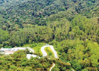 KAWASAN Hutan Mossy atau hutan berlumut berhampiran Gunung Brinchang, Cameron Highlands yang dikatakan akan dibangunkan pembangunan bercampur. - IHSAN REACH