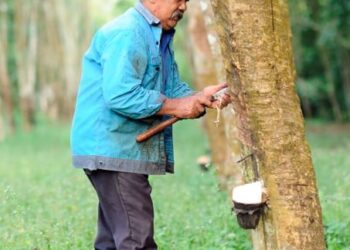 CUACA panas dikatakan telah menjejaskan pengeluaran susu getah.  - GAMBAR HIASAN