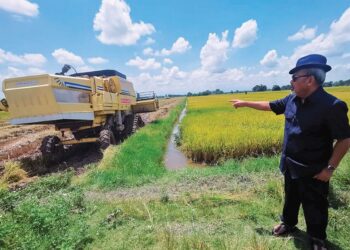 TAJUDDIN Abdul Rahman menunjukkan kawasan sawah yang terlibat dalam pembinaan sistem saliran longkang konkrit yang belum siap di Sungai Manik semalam. - UTUSAN/AIN SAFRE BIDIN