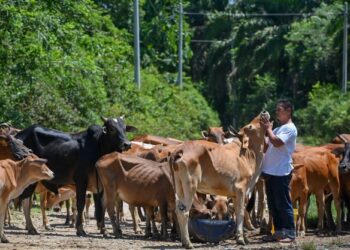TERDAPAT beberapa perkara perlu diambil perhatian dan dielakkan dalam melaksanakan ibadah korban supaya diterima dan mendapat ganjaran pahala sempurna di sisi Allah SWT. – UTUSAN/PUQTRA HAIRRY