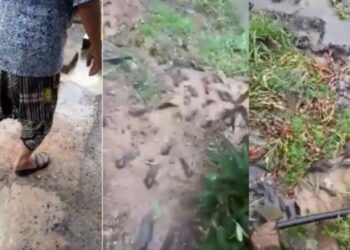 TANGKAP layar video ikan puyu timbul di darat yang tular dalam media sosial sebelum ini adalah fenomena biasa berdasarkan habitat spesies berkenaan.