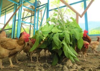 Pengeluaran makanan ternakan sendiri mampu mengurangkan beban kenaikan harga- GAMBAR HIASAN