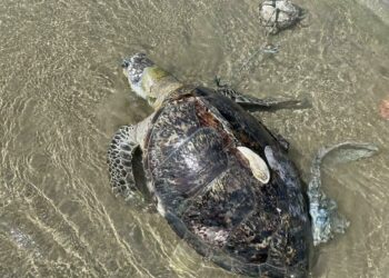 KEADAAN seekor penyu agar yang ditemukan mati terdampar di Pantai Pandak, Chendering, Kuala Terengganu, semalam.  