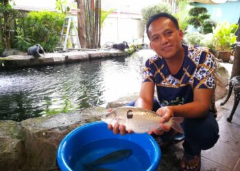 BORMAN Khairuddin menunjukkan ikan jade perch yang diternak di kolam pemantauan dekat rumahnya 
di Seremban 2. – UTUSAN/ZAKKINA WATI AHMAD TARMIZI