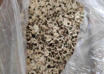 BUNGA kering lili dan kekwa yang dirampas MAQIS Selangor di Pelabuhan Klang Utara Khamis lalu.