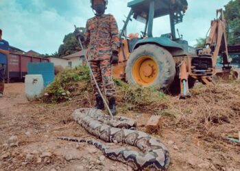 ANGGOTA bomba dari BBP Bukit Katil, Melaka mengambil masa 15 minit menangkap dua ekor ular sawa batik menggunakan peralatan khas dalam kejadian di Kampung Bukit Piatu, Melaka. - UTUSAN/DIYANATUL ATIQAH ZAKARYA