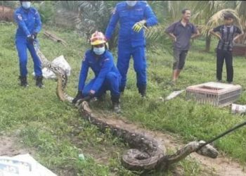 ANGGOTA Pertahanan Awam Dungun menangkap ular sawa batik seberat kira-kira 110 kilogram di Kampung Santong, Paka, Terengganu hari ini.