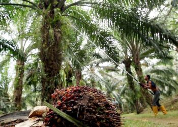 INDUSTRI sawit negara masih menggunakan kaedah konvensional dalam penuaian buah kelapa sawit, selain turut bergantung kepada pekerja asing. – GAMBAR HIASAN