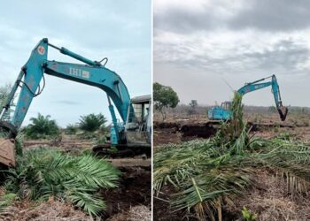 ANGGOTA penguat kuasa memusnahkan beberapa batang pokok kelapa sawit dalam Op Langat di Hutan Simpan Kuala Langat Selatan di Kuala Langat, Selangor.
