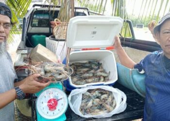 ROSDI Ismail (kanan) dan rakannya menunjukkan udang galah hasil tangkapan menggunakan pukat ambai di Sungai Chodan, Segamat, Johor, baru-baru ini.