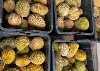 DURIAN kampung yang dicuba diseludup dari Thailand yang dirampas di Kompleks ICQS Pengkalan Hulu dekat Gerik, Perak, semalam. - IHSAN MAQIS PERAK