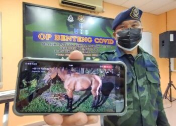 MAT Shukor Yusof menunjukkan kuda yang dirampas Batalion 8 PGA menerusi penugasan Op Benteng Covid-19 di Markas Taktikal Lubok Stol, Rantau Panjang Kelantan hari ini. - UTUSAN/YATIMIN ABDULLAH