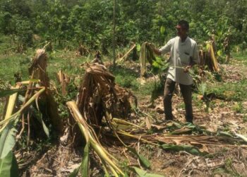 MOHAMED Ismail menunjukkan tanaman pisangnya yang tumbang diserang gajah liar di Kampung Sungai Peria,Kuala Krai, Kelantan. UTUSAN/ROSMIZAN RESDI