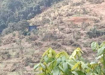 DURIAN musang king yang ditanam di Hutan Simpan Kekal Batu Talam selesai ditebang dalam masa sembilan hari Operasi Pamah di Raub, Pahang.