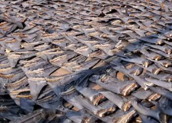 SIRIP ikan yu amat popular dijadikan hidangan mewah kebanyakan restoran makanan laut di seluruh dunia. – IHSAN WWF