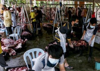 SUKARELAWAN MyFundAction melakukan ibadah korban sebanyak 230 ekor lembu di Pusat Penyembelihan di Kampung Endah, Banting Selangor yang dilaksanakan selama dua hari sejak kelmarin untuk disumbangkan kepada  2,730 keluarga yang memerlukan di Selangor, Sabah, Perak dan Melaka. -  UTUSAN/ZULFADHLI ZAKI