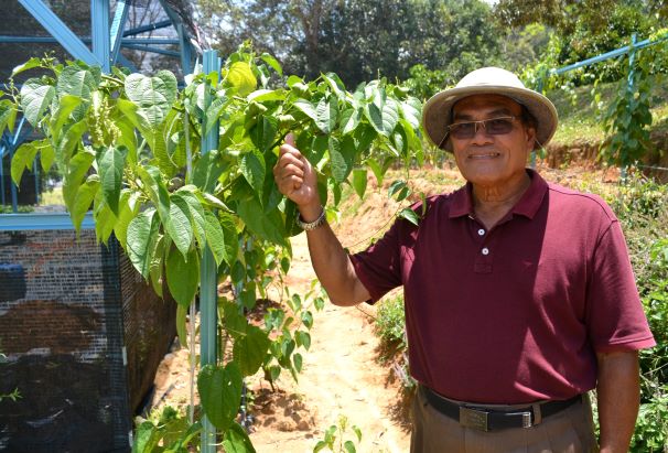 Malaysia inchi pokok sacha Sambung Titik